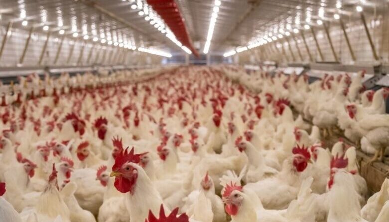 Empeora gripe aviar pega en Yucatán; 16 granjas en “vacío sanitario” – El  Día oficial
