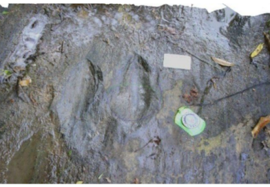 Descubren en Michoacán un yacimiento con más de 50 huellas de dinosaurios