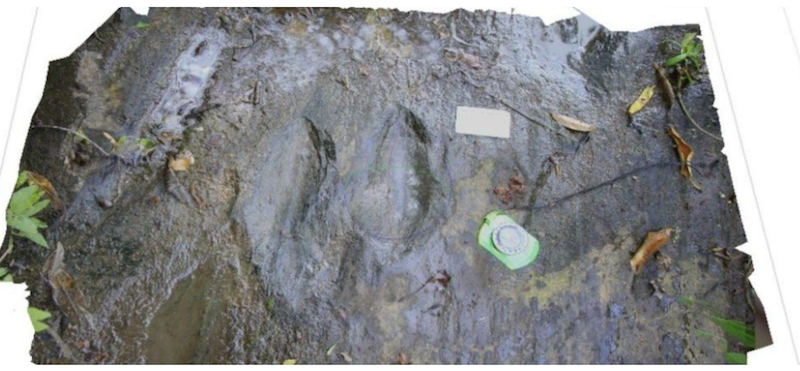 Descubren en Michoacán un yacimiento con más de 50 huellas de dinosaurios